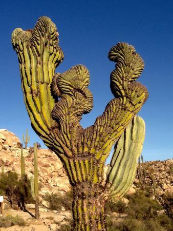 Catavina Rock Paintings